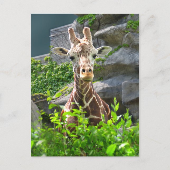 Carte Postale Girafe (Devant)
