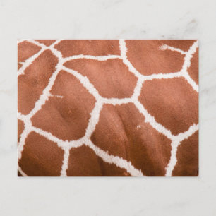 Carte Postale Girafe