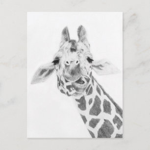 Carte Postale Girafe