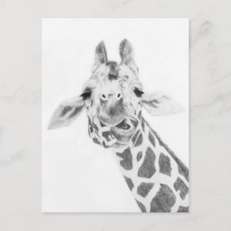 Carte Postale Girafe