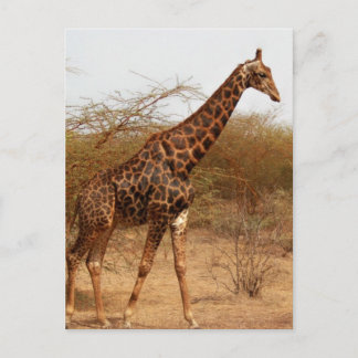 Carte Postale Girafe