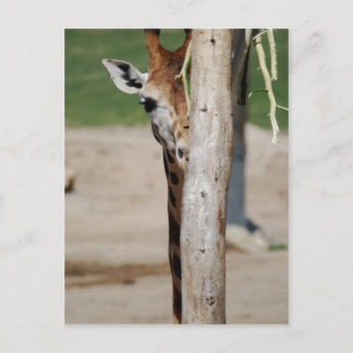 Carte Postale Girafe