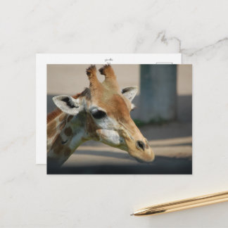 carte postale _ girafe