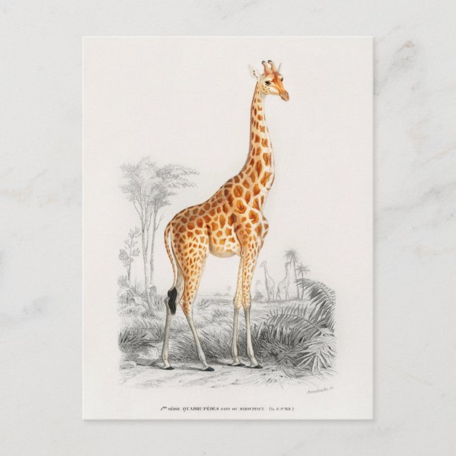 Carte Postale Girafe Antique Impression d'Histoire Naturelle Orb (Devant)