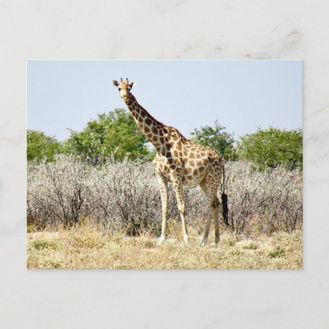 Carte Postale girafe d'Etosha (Devant)