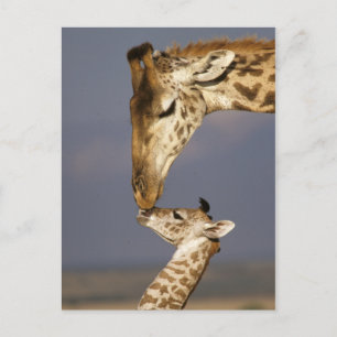 Carte Postale Girafe embrassant un bébé girafe
