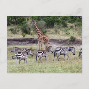 Carte Postale girafe et zèbres