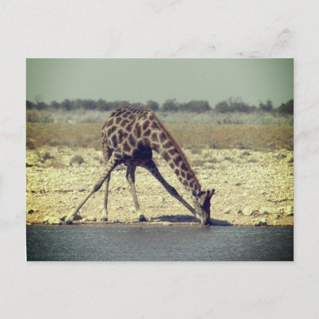 Carte Postale girafe etosha  (Devant)