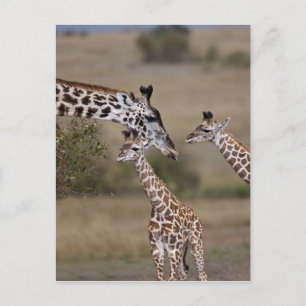 Carte Postale Girafe maasaï (Giraffe Tippelskirchi)
