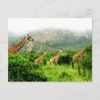 Carte Postale girafe postkarte