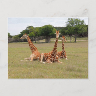 Carte Postale Girafe trois à la jante fossile