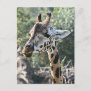 Carte Postale Giraffe
