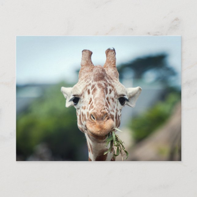 Carte Postale Giraffe (Devant)