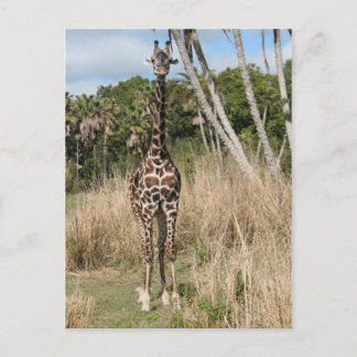 Carte postale Giraffe