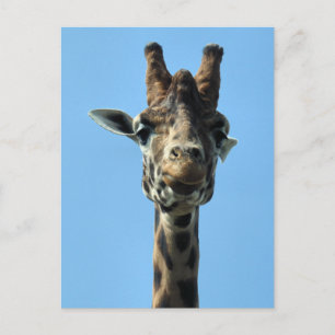 CARTE POSTALE GIRAFFE