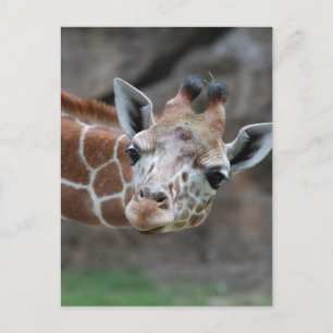 Carte postale Giraffe