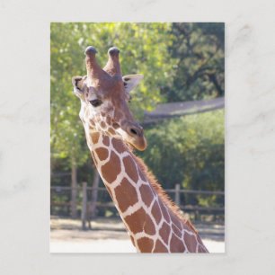 Carte postale Giraffe