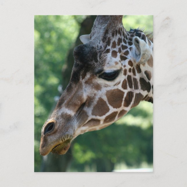 Carte postale Giraffe (Devant)
