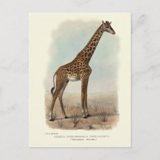 CARTE POSTALE GIRAFFE