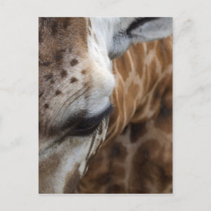 Carte postale Giraffe