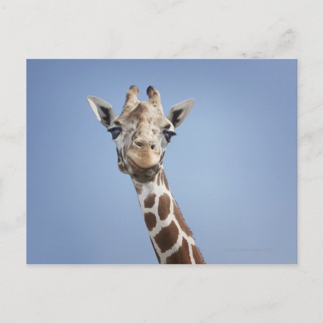 Carte Postale Giraffe 2 (Devant)