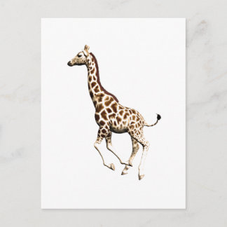 Carte Postale Giraffe 3