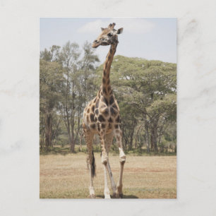 Carte Postale Giraffe 5