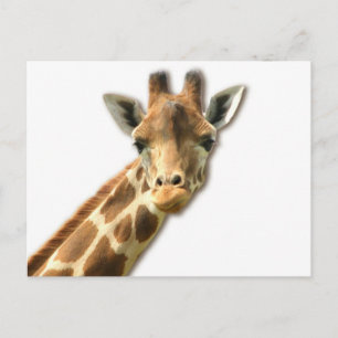 Carte postale Giraffe à col long