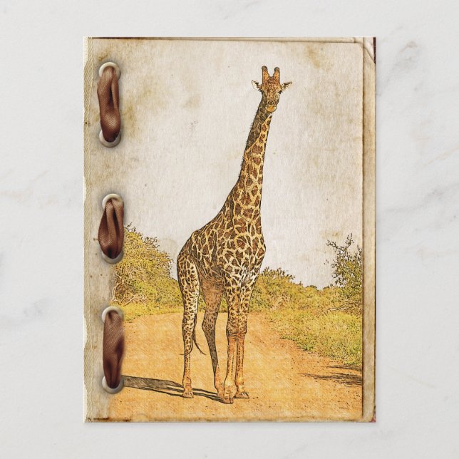 Carte Postale Giraffe, Afrique du Sud (Devant)