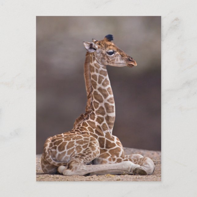Carte postale Giraffe bébé (Devant)