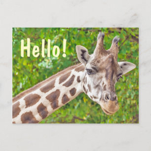 Carte Postale Giraffe Bonjour