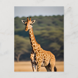 Carte Postale Giraffe debout haute