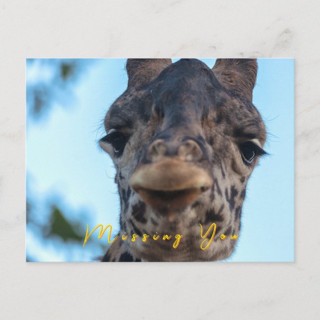 Carte Postale Giraffe douce (Devant)