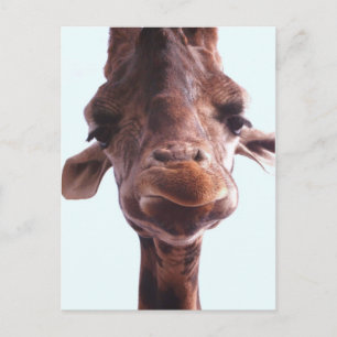 Carte Postale Giraffe Drôle Visage