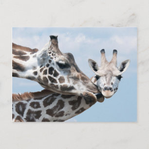Carte Postale Giraffe embrasse son veau