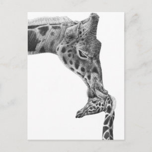 Carte postale Giraffe et veau