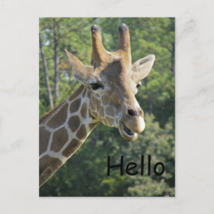Carte Postale Giraffe Friendly Bonjour
