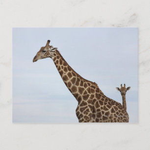 Carte Postale Giraffe (Giraffa camelopardalis), Chobe National