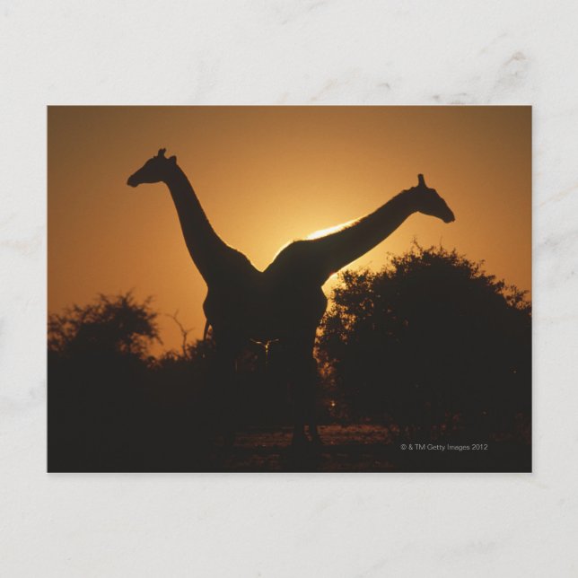 Carte Postale Giraffe (Giraffa camelopardalis) Paire (Devant)