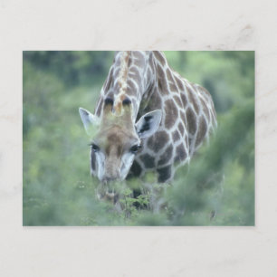 Carte Postale Giraffe (Giraffa camelopardalis) se nourrit de