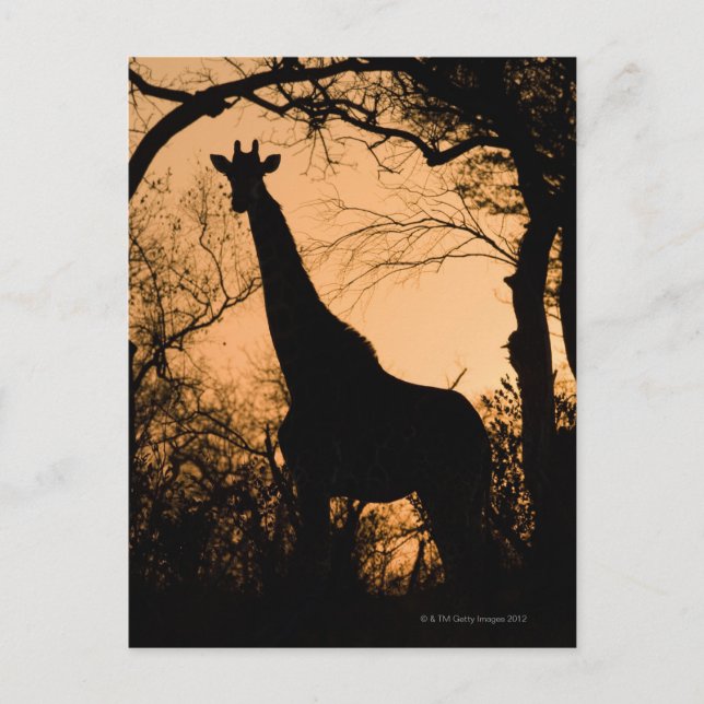 Carte Postale Giraffe (Giraffa camelopardalis) silhouette (Devant)