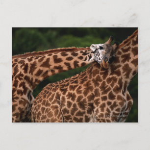 Carte Postale Giraffe (Giraffe camelopardalis tippleskirchi)