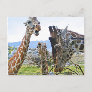 Carte postale Giraffe Gossip