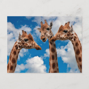 Carte Postale Giraffe Gossip Girls