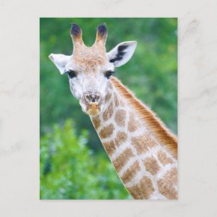 Carte Postale Giraffe Gros plan