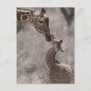 Carte Postale Giraffe, Kenya, Afrique