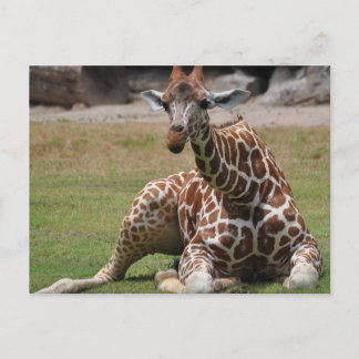 Carte Postale Giraffe Lounge