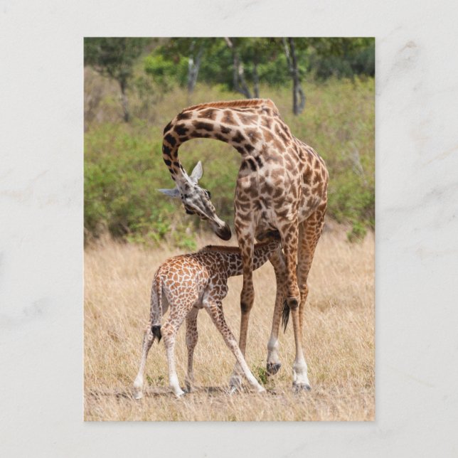 Carte Postale Giraffe Mère et bébé au Kenya (Devant)