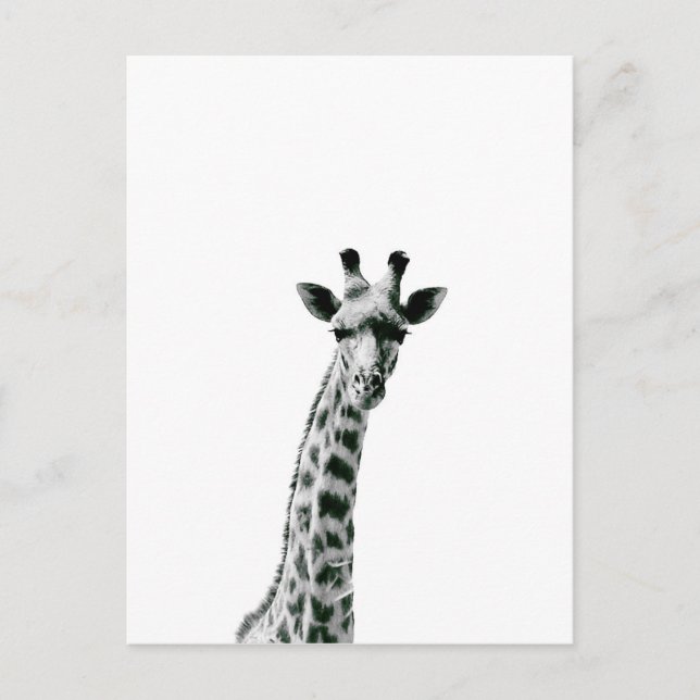 Carte Postale Giraffe noir et blanc (Devant)