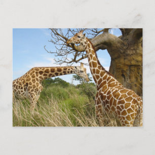 Carte Postale Giraffe pair